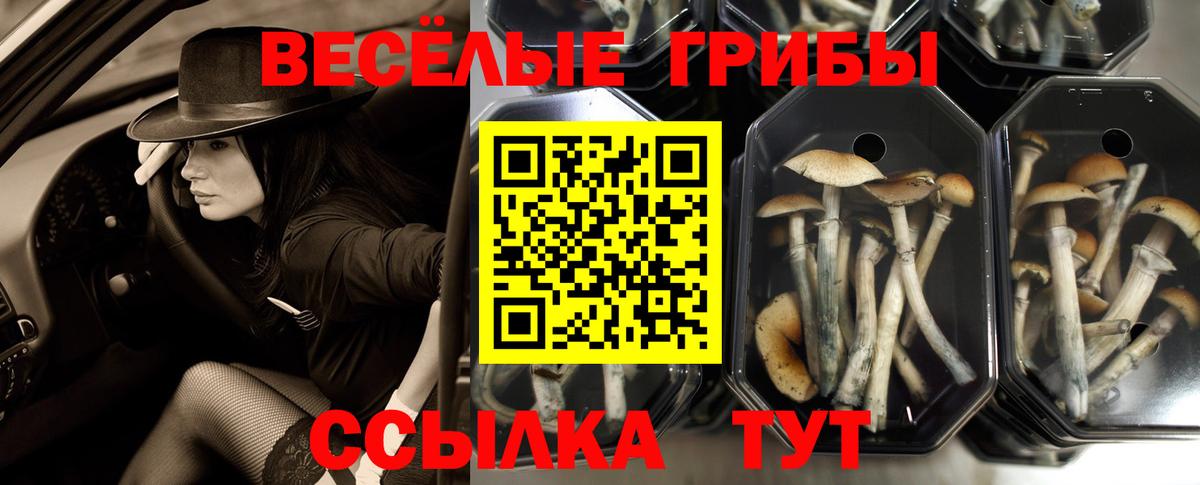 Галлюциногенные грибы MAGIC MUSHROOMS Сокол